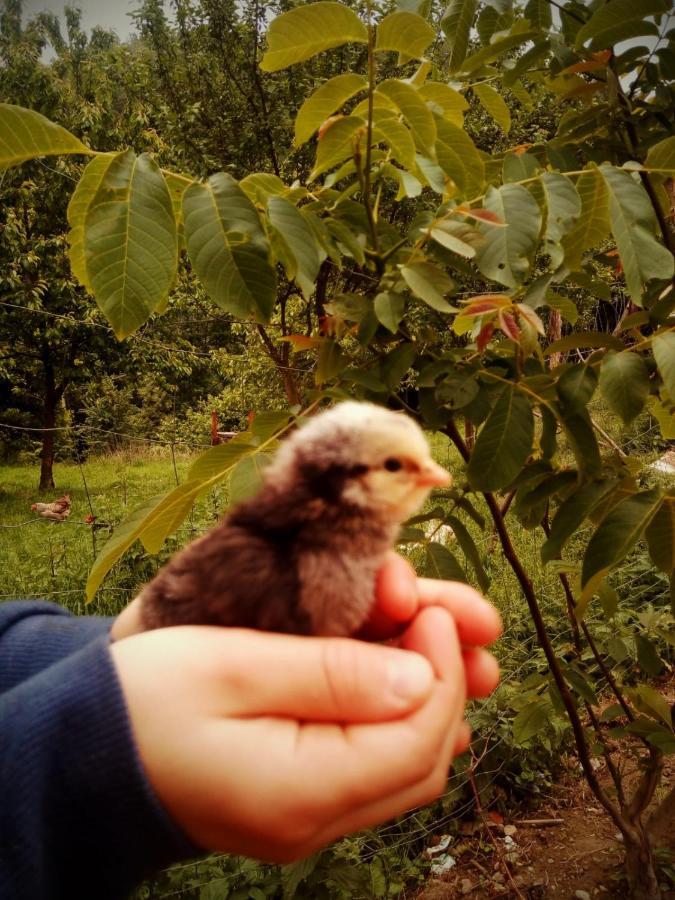 Agroturystyka U Babci Czchow Exterior foto
