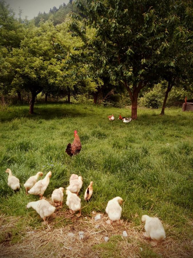 Agroturystyka U Babci Czchow Exterior foto