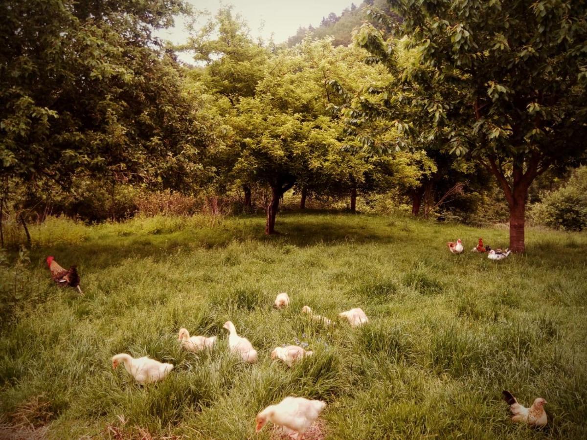 Agroturystyka U Babci Czchow Exterior foto