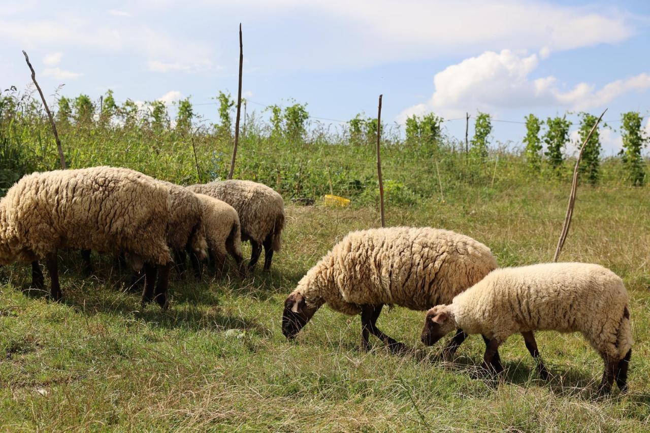 Agroturystyka U Babci Czchow Exterior foto
