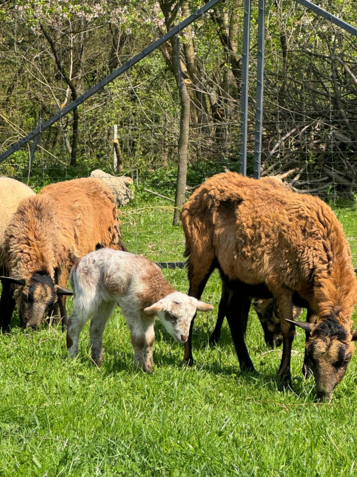 Agroturystyka U Babci Czchow Exterior foto